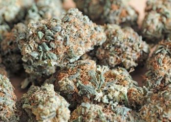 Marijuana Nugs