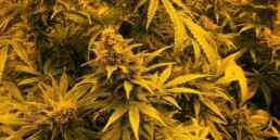 Cannabinoids_Leaves_Flowers_Cannabis_Growing_IndoorGrow_TNMNews