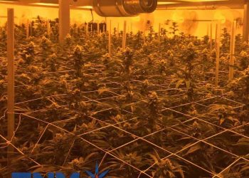 GrowRoom_Marijuana_Temperature_Humidity_Smoke_Weed_Pipe