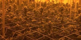 GrowRoom_Marijuana_Temperature_Humidity_Smoke_Weed_Pipe