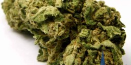 Closeup of a marijuana bud