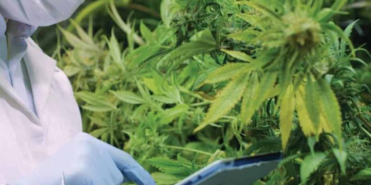 Man holding a clip board in a cannabis cultivation room.