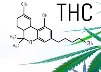 THC is the chemical in cannabis that makes you high.