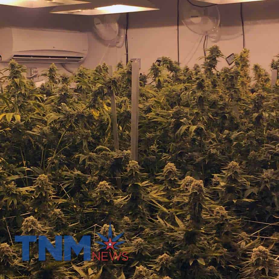 Indoor Marijuana Cultivation