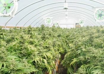 One World Pharma Inc (OTC: OWPC) is an International Leader in Pharmaceutical Grade Hemp Oil Extraction, CBD Isolates, CBG, CBN, CBA, and Hemp Biomass Exports.