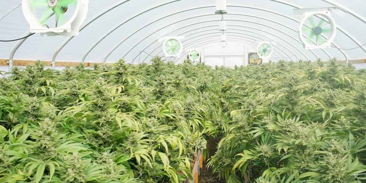 One World Pharma Inc (OTC: OWPC) is an International Leader in Pharmaceutical Grade Hemp Oil Extraction, CBD Isolates, CBG, CBN, CBA, and Hemp Biomass Exports.