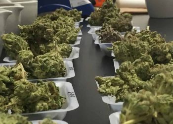 Hemp Distillate Education Should Be Prioritized