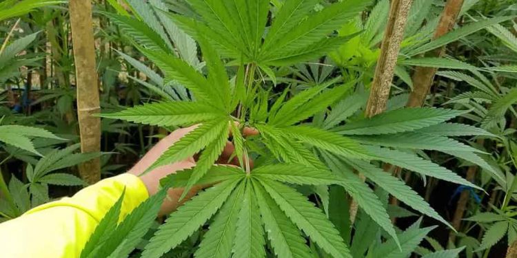growing hemp