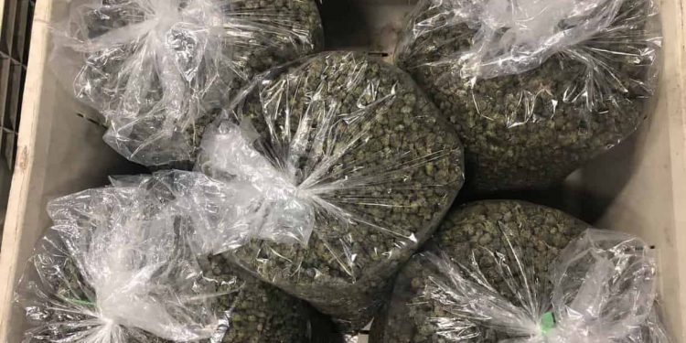 What Is Hemp Biomass?