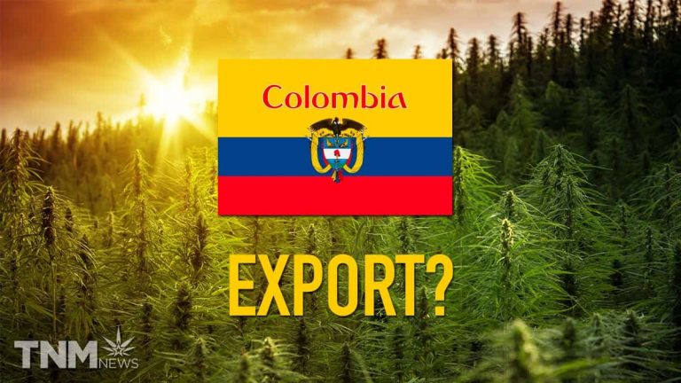 COLOMBIAN FLAG IN CANNABIS FIELD