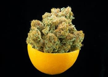 Hybrid strains provide a nice balance of the floaty, cerebral high of sativas and calming, body high from indica strains. 8 Hybrid Strains to Smoke This Fall