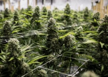 Watch marijuana business news from growing marijuana for dummies Cannabis Culture. Subscribe to TNMNews on YouTube!