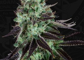 Dark Star: This Soothing Strain Will Melt Away Your Tension