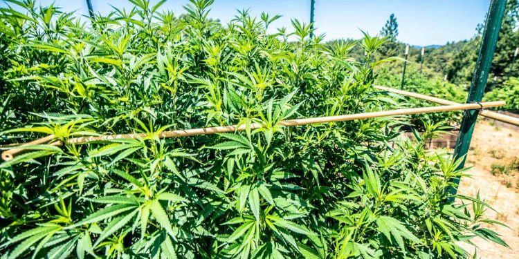 All You Need To Know About Dry Cannabis Farming