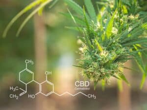 Know about the CBD dosage for sleep from TNM News