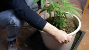 How to make pot for growing cannabis? 