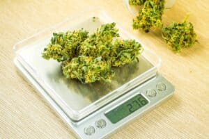 How to consume cannabis for weightloss? Understand the holistic approach from TNM News