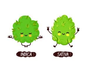 Can You Determine Indica, Sativa, and Hybrid Strains by Smell? Here is a simple explanation from TNM News