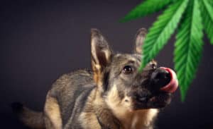 Dog ate cannabis. Hear the latest cannabis news and check the The National Marijuana News Cannabis Culture in TNM News