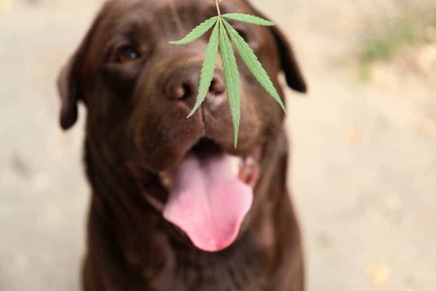 Dog ate cannabis