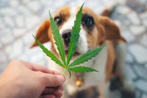What happens to dog if they accidently eat weed? Read from TNM News