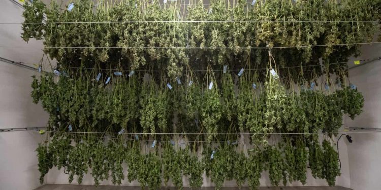 Your Quick Guide to Starting a Commercial Cannabis Grow Operation
