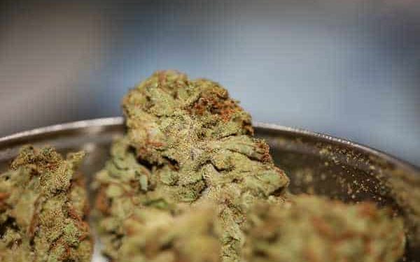 In Defense of Mids: What They Are and Why You Should Enjoy Them... Mids are the “middle” of the cannabis quality spectrum.