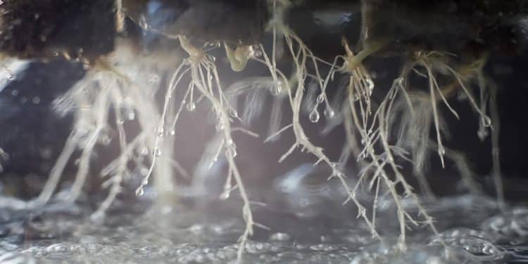 Improve Your Cannabis Yields Using the Easy Deep Water Culture (DWC) Technique