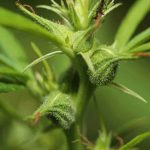 Here is a simple guide from TNM News to determine the sex of cannabis plants.