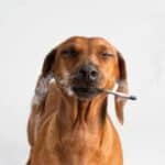 Know what happens to dogs if they eat weed accidently. Read from TNM News