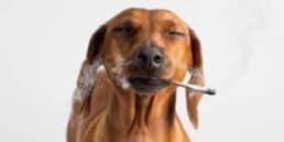 Know what happens to dogs if they eat weed accidently. Read from TNM News
