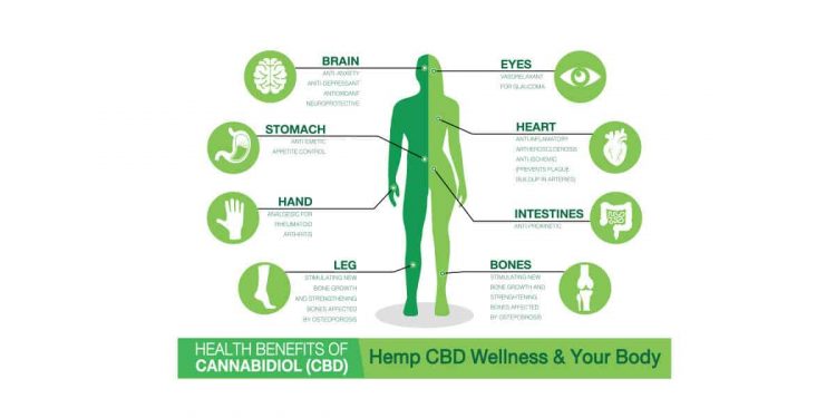 The Medical Significance of Cannabidiol (CBD)