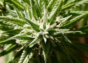 Pain Patients Are Switching To Medical Marijuana Instead Of Opioids, American Medical Association Study Shows