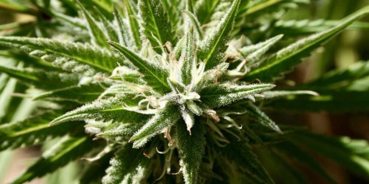 Pain Patients Are Switching To Medical Marijuana Instead Of Opioids, American Medical Association Study Shows
