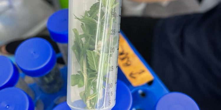 Weed’s Tissue Culture Moment Has Arrived