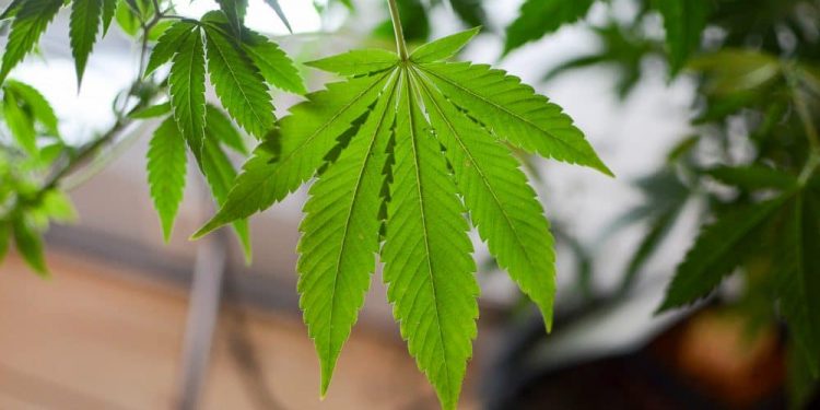 Long-Term Medical Marijuana Use Tied To Reduced Opioid Dosages, American Medical Association-Published Study Shows