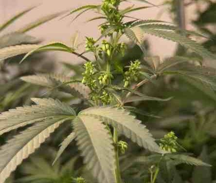 Breeding for Dummies: How To Make Your Weed Plants Screw