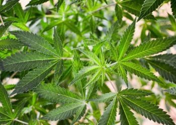 Seven In Ten Florida Voters Support Marijuana Legalization, Poll Finds As Campaign Petitions For 2024 Ballot Initiative