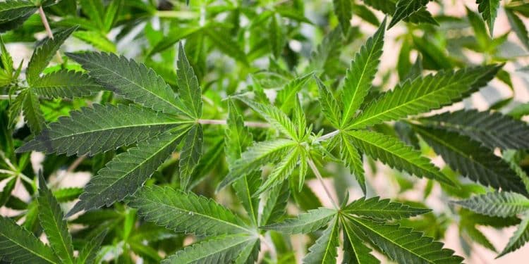 Seven In Ten Florida Voters Support Marijuana Legalization, Poll Finds As Campaign Petitions For 2024 Ballot Initiative