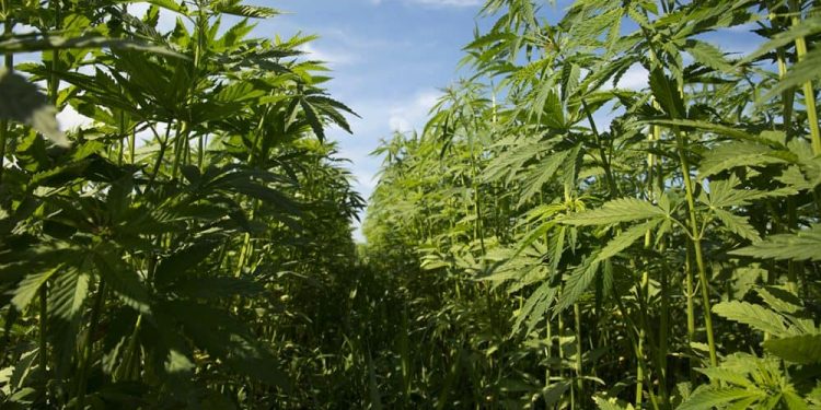 Bipartisan Congressional Lawmakers File Bill To Eliminate Hemp Industry Ban For People With Past Drug Convictions from owning or leading legal hemp businesses.