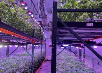 Hemp Growers across America problem. Environmental influences combined w genetic variability put entire fields at risk of running hot. LED Tech Hemp Cultivation