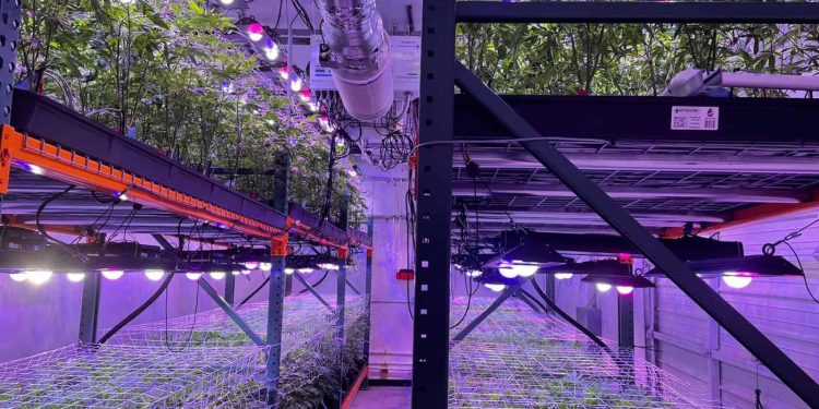 Hemp Growers across America problem. Environmental influences combined w genetic variability put entire fields at risk of running hot. LED Tech Hemp Cultivation