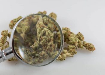 Agency remains committed to “expeditiously” carrying out a scientific review of marijuana as part of President Joe Biden’s scheduling directive last year.