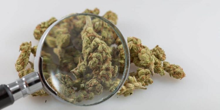 Agency remains committed to “expeditiously” carrying out a scientific review of marijuana as part of President Joe Biden’s scheduling directive last year.