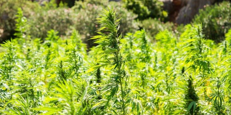 U.S. Library Of Congress Compares Hemp Rules In Countries Around The World In New Report