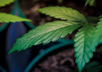 Oklahoma voters are heading to the polls on Tuesday to decide on a ballot measure on marijuana legalization for adults. — State Question 820