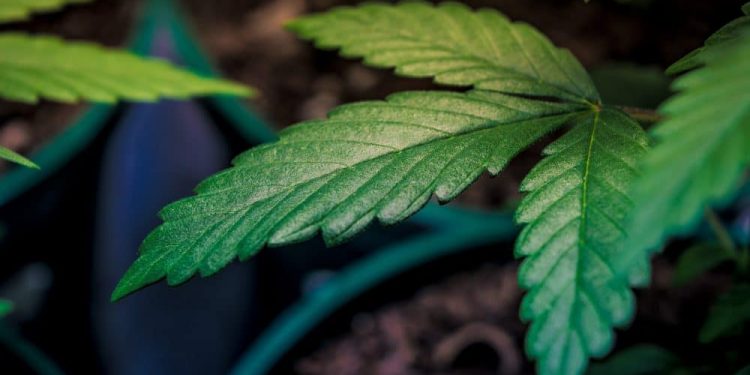 Oklahoma voters are heading to the polls on Tuesday to decide on a ballot measure on marijuana legalization for adults. — State Question 820
