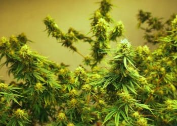 With medical cannabis now officially live in Mississippi, a local newspaper is spotlighting a family pivot from hemp to pot to their county––and their farm.