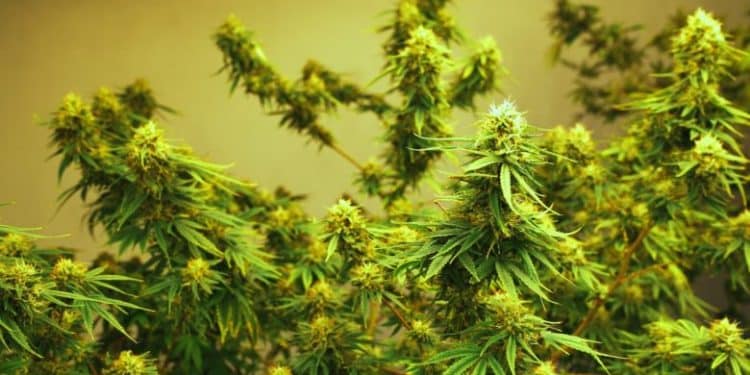 With medical cannabis now officially live in Mississippi, a local newspaper is spotlighting a family pivot from hemp to pot to their county––and their farm.