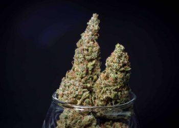 The group that is powering a proposed constitutional amendment to legalize recreational cannabis in Florida is halfway to its goal of getting the measure on next year’s ballot.